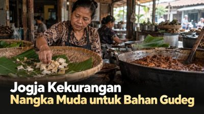Jogja Kekurangan Nangka Muda untuk Bahan Gudeg